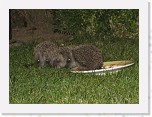 Egels in de tuin 049 * 2105 x 1542 * (1.08MB)